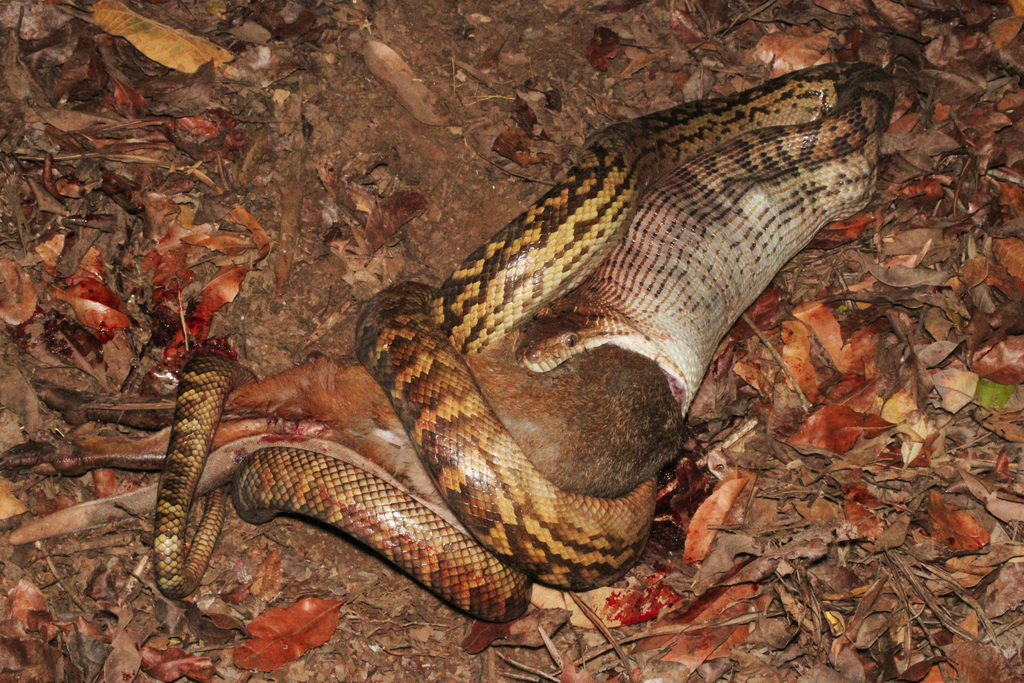 Australian Scrub Python from Little Mulgrave QLD 4865, Australia on ...