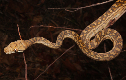 Australian Scrub Python sighting