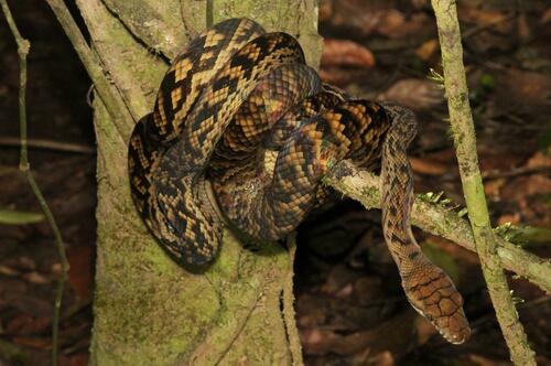 Australian Scrub Python sighting