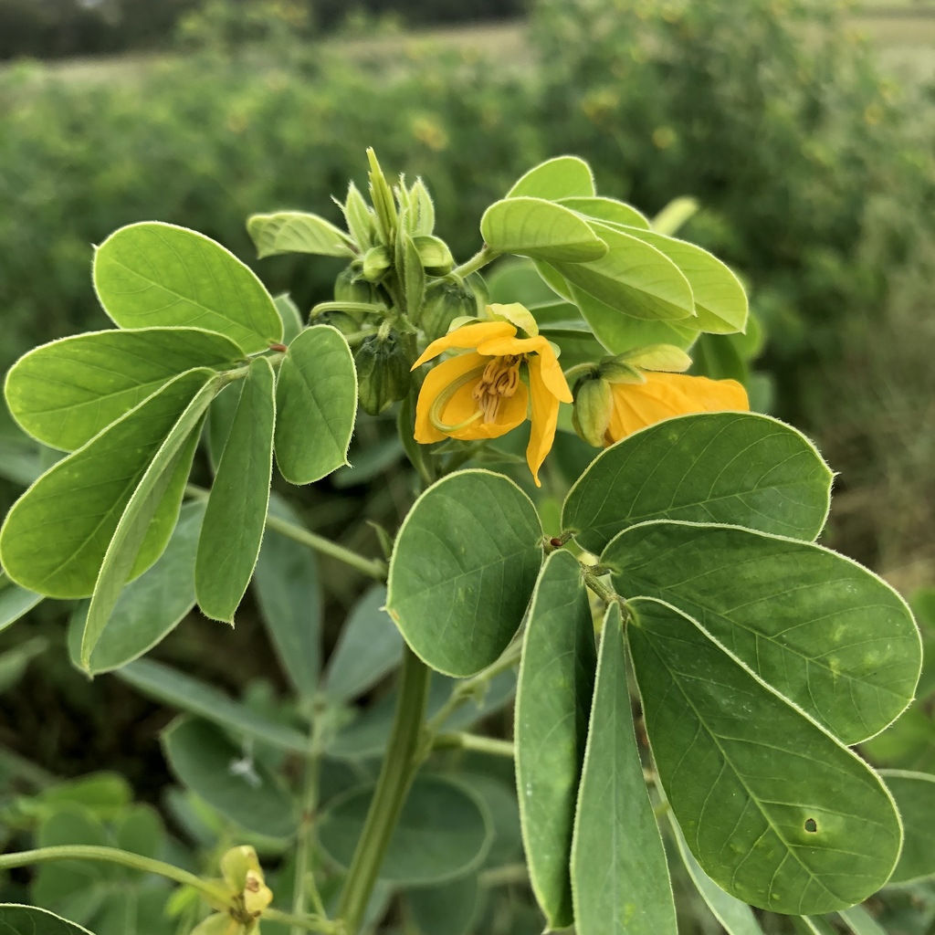 Sicklepod