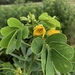 Senna obtusifolia - Photo (c) sp1noze, todos los derechos reservados