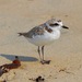 Northern Snowy Plover - Photo (c) skepticgam, all rights reserved, uploaded by skepticgam