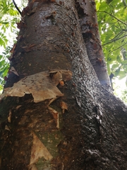 Bursera simaruba image