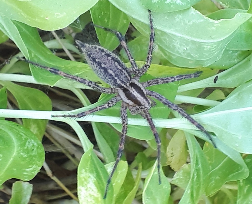 Grass Spiders from Brocklehurst, Kamloops, BC V2B, Canada on August 30 ...