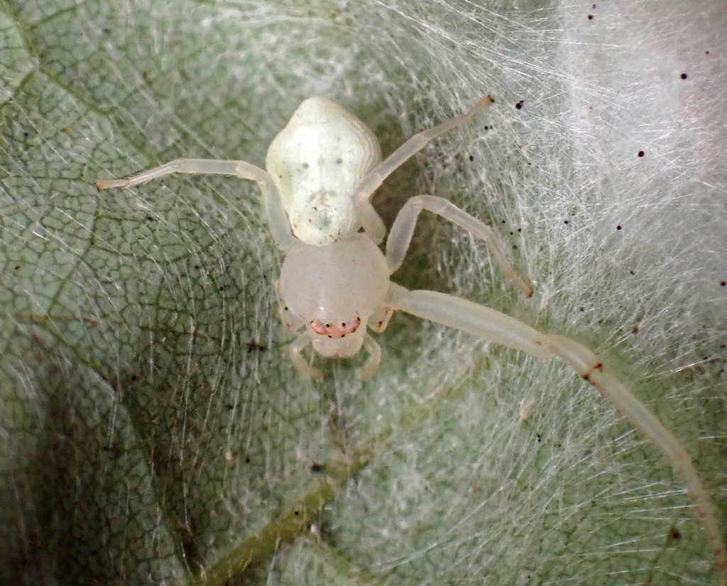 American Green Crab Spider from Howard, Maryland, United States on ...