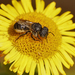 Spined Mason Bee - Photo (c) Henk Wallays, all rights reserved, uploaded by Henk Wallays