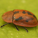 Fleabane Tortoise Beetle - Photo (c) Henk Wallays, all rights reserved, uploaded by Henk Wallays