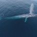 藍鯨 - Photo 由 Victoria Thaxton 所上傳的 (c) Victoria Thaxton，保留所有權利