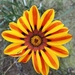 Treasure Flower - Photo (c) Jennavieve Truter, all rights reserved, uploaded by Jennavieve Truter