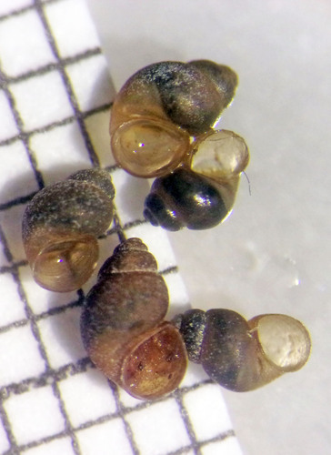 Pierpoint Spring Pyrg (Pyrgulopsis milleri) · iNaturalist United Kingdom