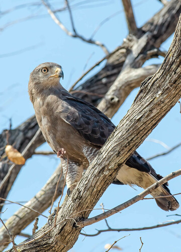 Western Banded Snake-Eagle