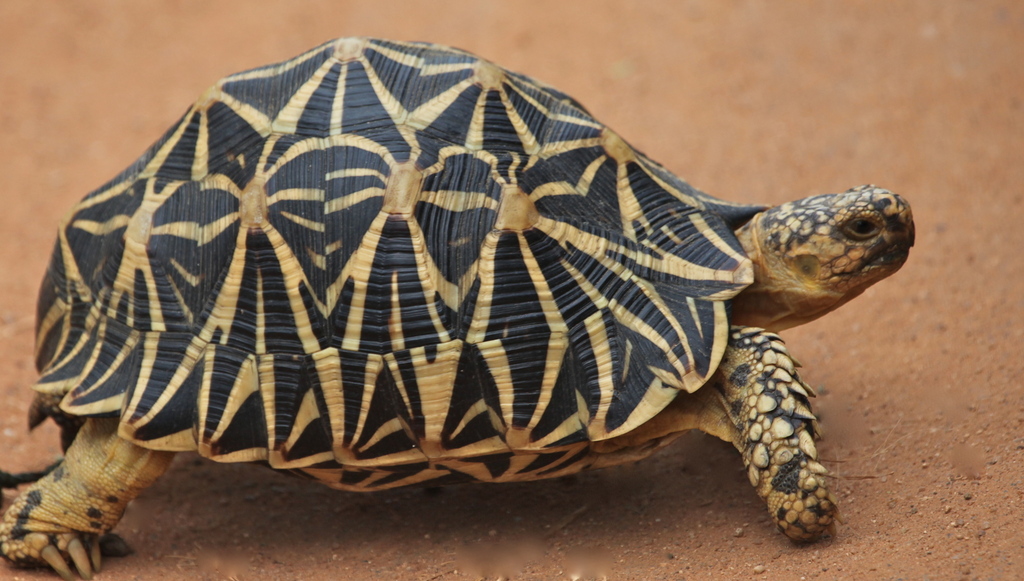 Indian Star Tortoise in April 2010 by abcdefgewing · iNaturalist