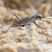 Margined Tiger Beetle - Photo (c) Steve Collins, all rights reserved, uploaded by Steve Collins