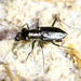 Elusive Tiger Beetle - Photo (c) Steve Collins, all rights reserved, uploaded by Steve Collins