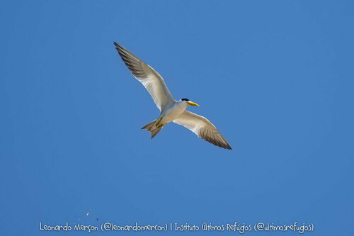 Large-billed Tern