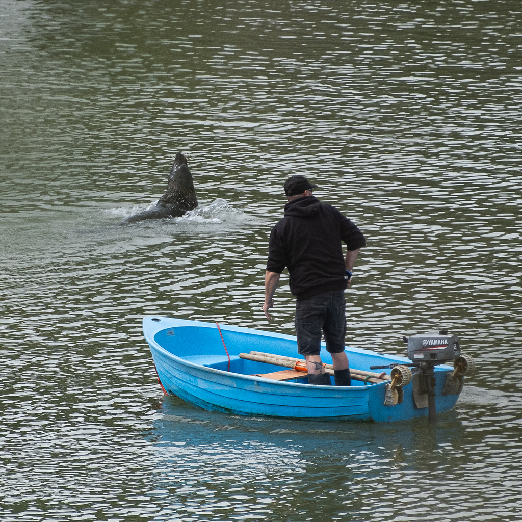 New Zealand Fur Seal from Auckland, New Zealand on September 11, 2022