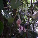 Aristolochia ridicula - Photo (c) Daniel Lane, todos los derechos reservados, subido por Daniel Lane