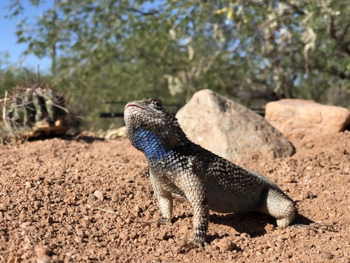 Clark's Spiny Lizard