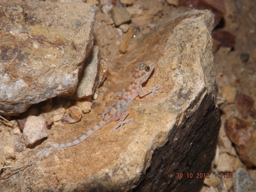 Yellow Fan-fingered Gecko