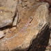 Ptyodactylus hasselquistii hasselquistii - Photo (c) ateah alfakih, todos los derechos reservados, subido por ateah alfakih