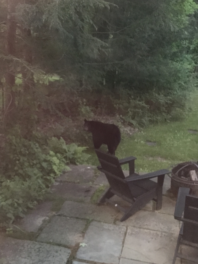 American Black Bear from New Marlborough, MA, USA on June 5, 2022 by ...