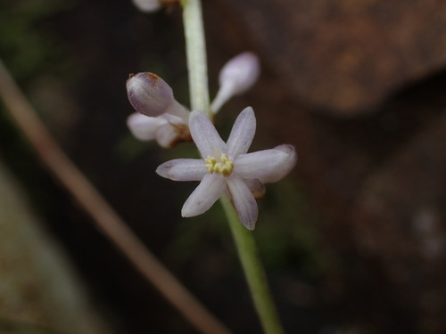 Liriope graminifolia