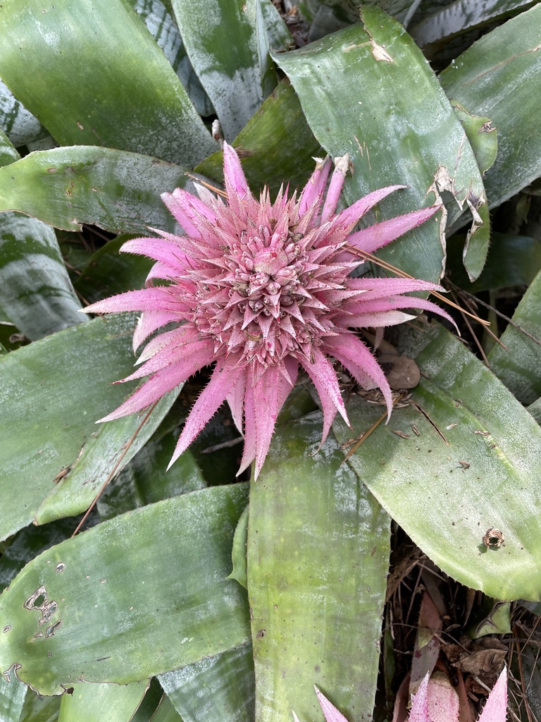 Urn Plant from Oak Haven Dr, Altamonte Springs, FL, US on September 11