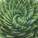 Aloe polyphylla - Photo (c) beverleysarah, όλα τα δικαιώματα διατηρούνται
