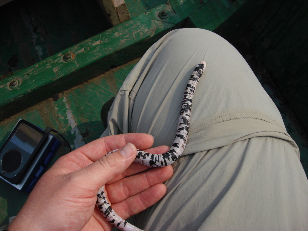 Blackandwhite Worm Lizard from Sucumbíos Province, Ecuador on