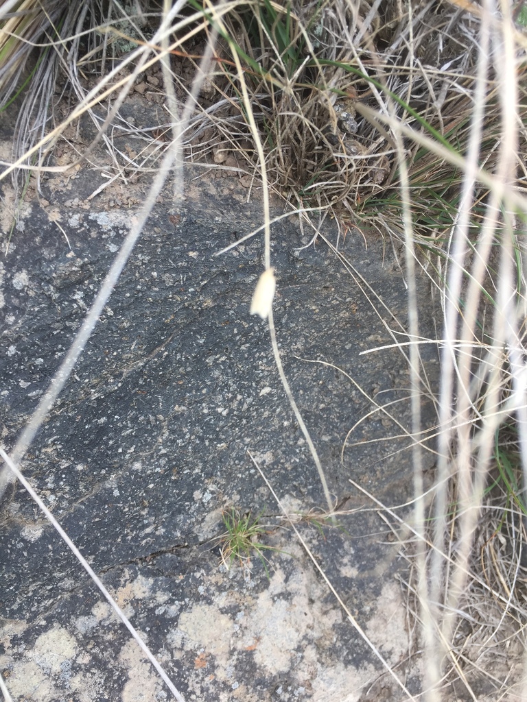 Yellow Field Bell Moth from Te Waipounamu/South Island, Christchurch ...