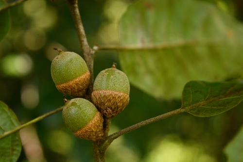 Sartor's Oak