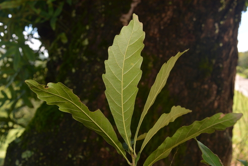 Quercus lancifolia