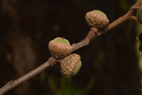 Quercus calophylla