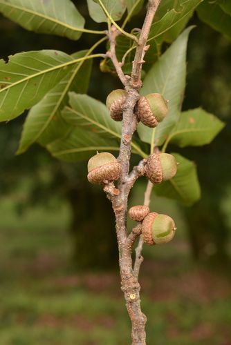 xalapa oak