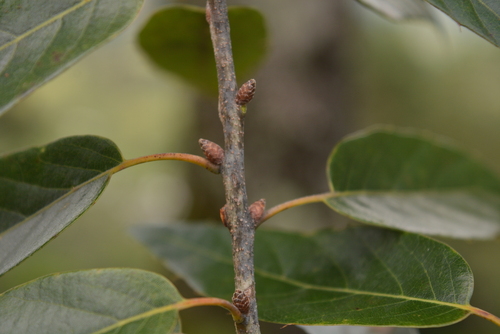 Sartor's Oak