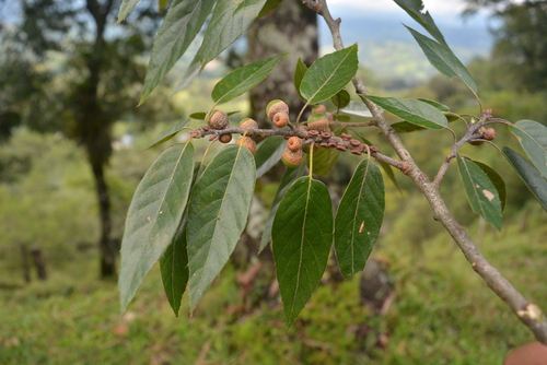 Sartor's Oak