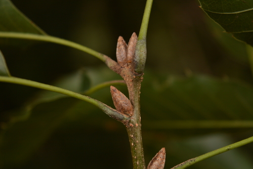 xalapa oak
