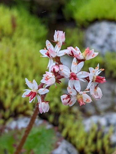 Heartleaf Saxifrage