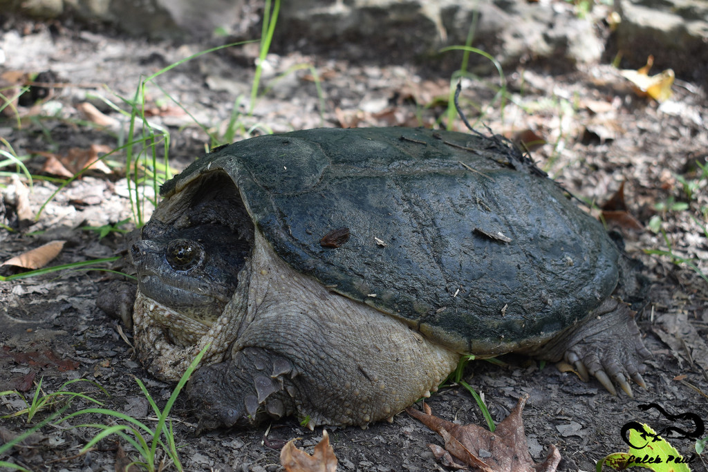 Common Snapping Turtle from Harris County, TX, USA on August 05, 2018 ...