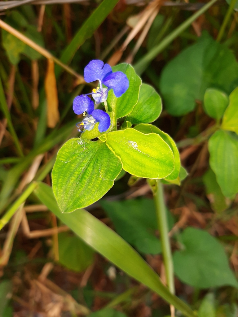 tropical spiderwort (Commelina benghalensis) · iNaturalist