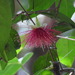 Syzygium laetum - Photo (c) Vijay Kumar S, all rights reserved, uploaded by Vijay Kumar S