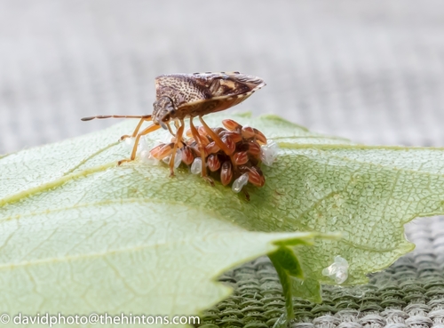 Edge-striped Shield Bug