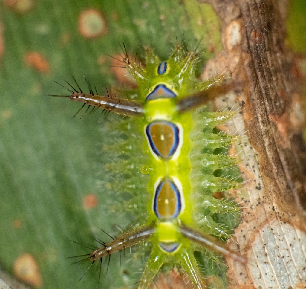 Euclea diversa from Arroyo Blanco, 91025 Xalapa-Enríquez, Ver., México ...