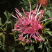 Pincushion Coneflower - Photo (c) Charles Porter, all rights reserved, uploaded by Charles Porter