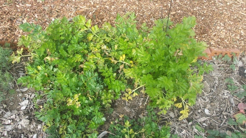 Apium graveolens var. dulce