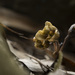 Gastrodia nantoensis - Photo (c) ihenglan, all rights reserved, uploaded by ihenglan