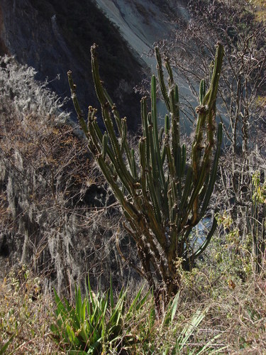 Cereus vargasianus