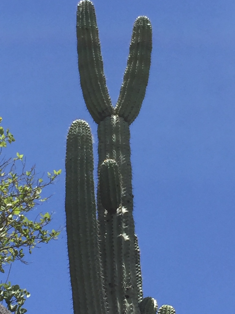 Old man cactus