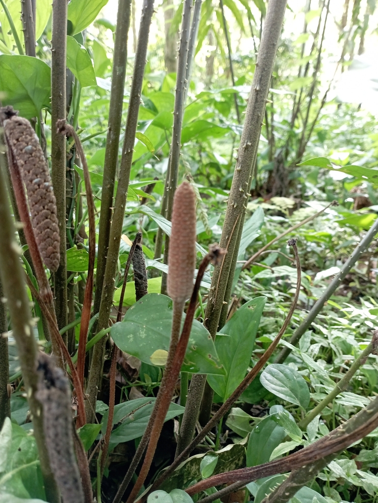 Zamia restrepoi