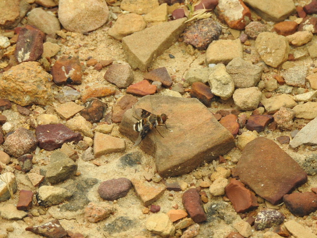 Thiddha Insect Thyridanthrax from Kutch, Gujarat, India on September 11, 2022 at 06:03 ...